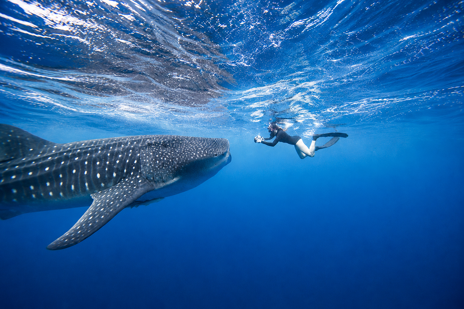 Esnorquelista nadando junto a un enorme tiburón ballena en las aguas turquesa del Caribe cerca de Cancún