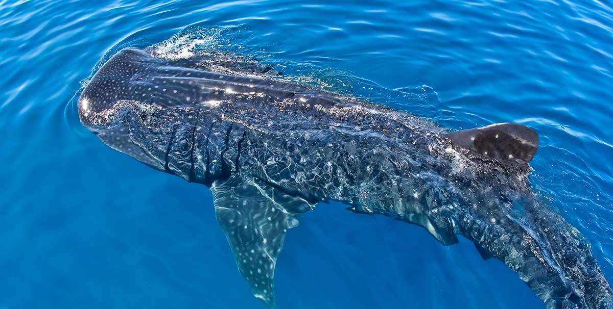 Esnorquelista frente a frente con un tiburón ballena