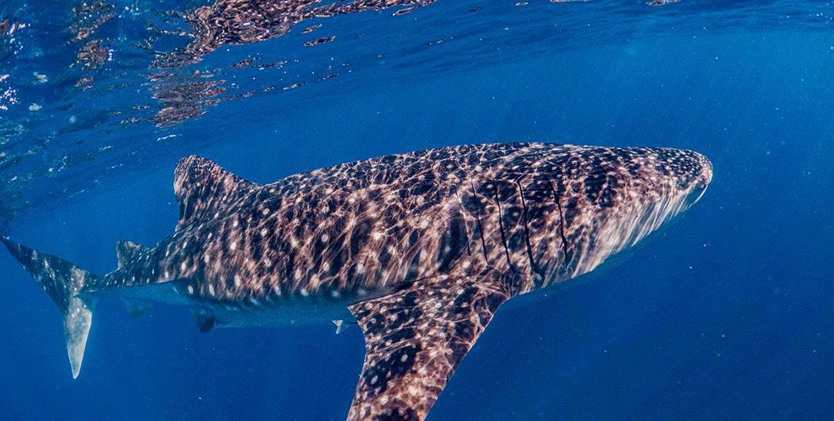 Tiburón ballena visto desde arriba en agua turquesa