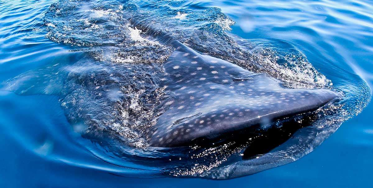 Toma submarina nadando junto a un tiburón ballena