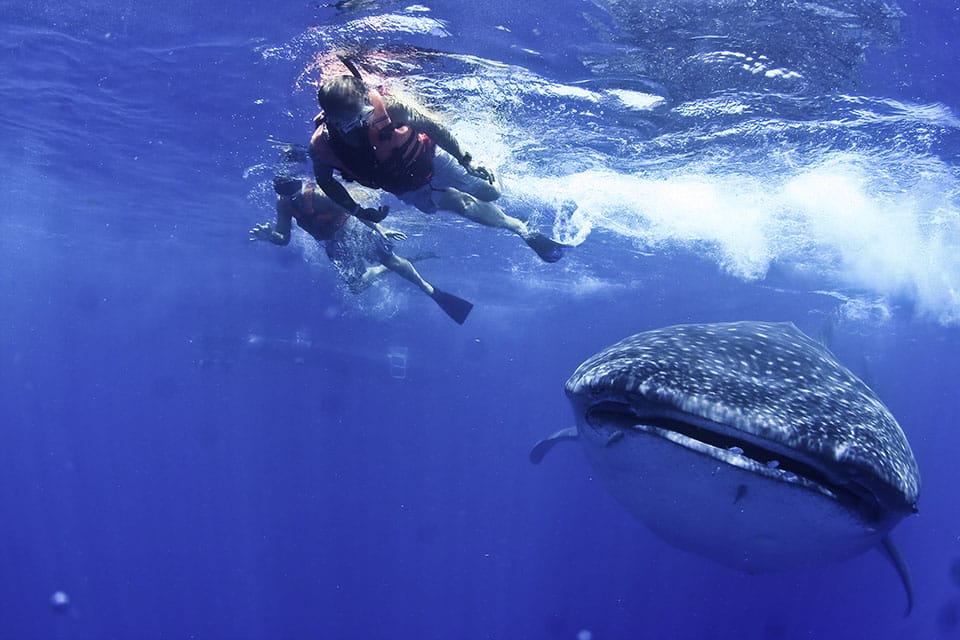 Cola de tiburón ballena y esnorquelista