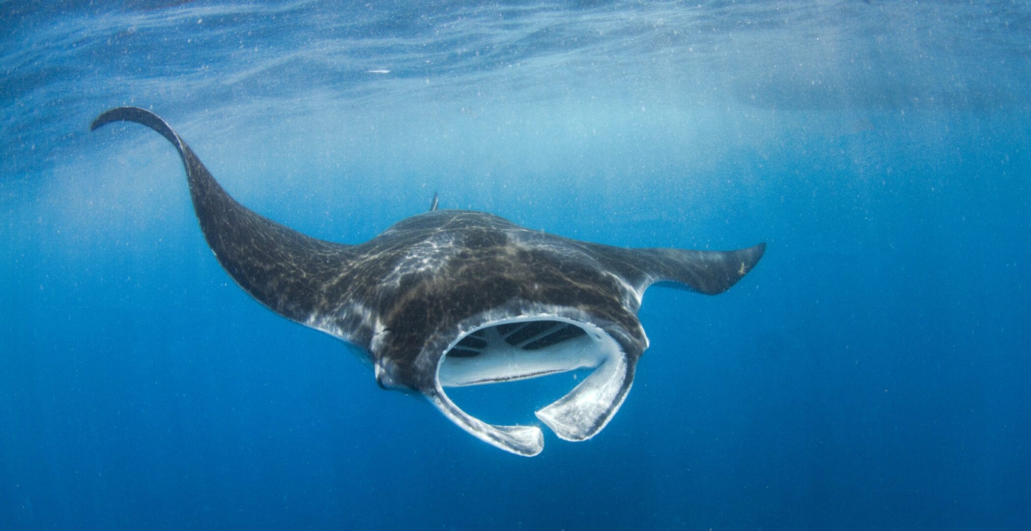 Lancha rápida de Aloha Tours saliendo hacia la zona del tiburón ballena